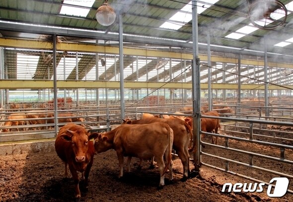전북 진안군이 축산농가의 여름철 폭염피해를 줄이기 위해 사전 예방대책을 마련했다.(진안군제공)2021.6.13 /뉴스1