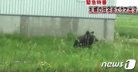 일본 삿포로시에18일 출몰한 곰이 사람들을 습격해 4명이 중상을 입었다.(트위터 갈무리)ⓒ 뉴스1