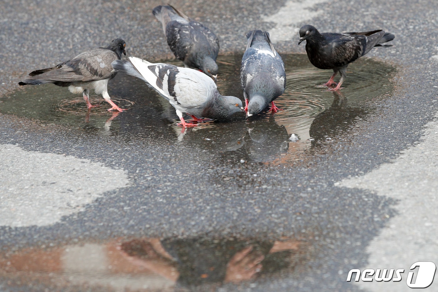 비둘기.(뉴스1 DB)