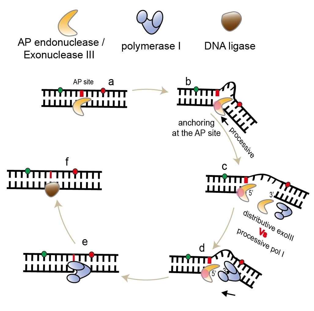 AP 핵산절단효소(AP endonuclease/ExoIII)와 DNA 중합효소(DNA polymerase)가 손상된 유전자의 염기를 복구하는 과정을 나타내는 모식도. (이광록 광주과학기술원 교수 제공) 2021.07.15 /뉴스1