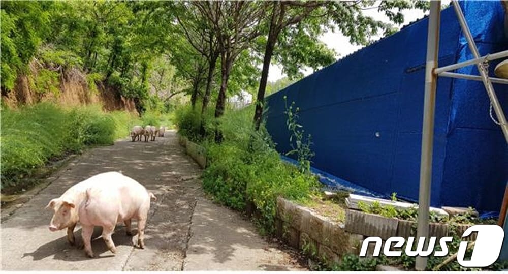 바이오커튼 설치한 차창회 씨 농가.ⓒ 뉴스1