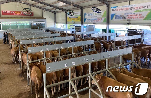 전북 장수군이 가축시장 출하 한우에 대한 친자확인검사(DNA검사) 사업을 추진한다.(장수군 제공)2021.7.27/뉴스1