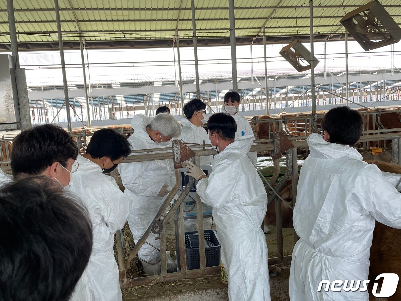 전북 고창군이 고창한우 고급육 생산 기반 확충을 위해 고창한우연구회(회장 류기상)와 함께 농촌진흥청 ‘한우 우량암소 조기선발 신기술 시범사업’을 진행한다. ⓒ 뉴스1