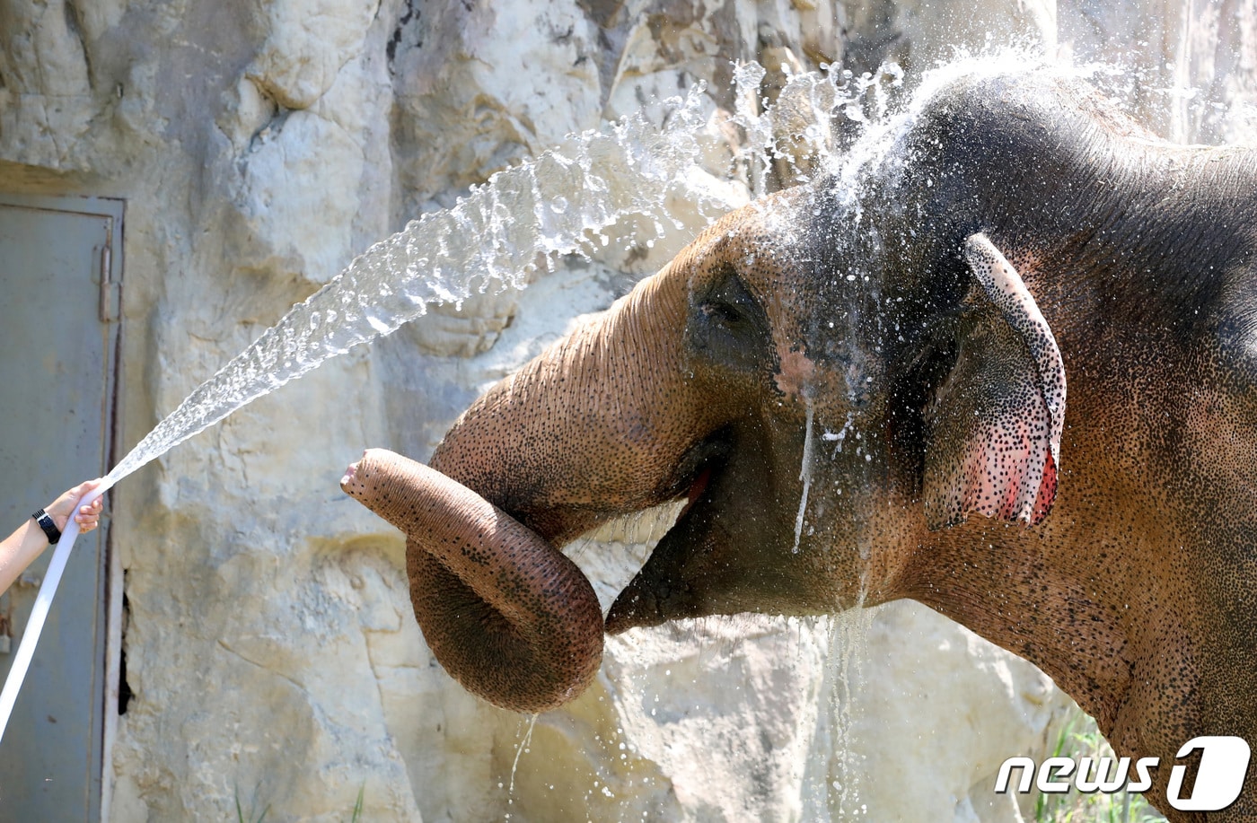 21일 폭염특보가 발령된 대전·충남은 최고 체감온도 33~35도 안팎의 폭염이 이어질 것으로 예보됐다. 대전 중구 오월드에서 사육사가 코끼리에게 물을 뿌려주며 더위를 식혀주고 있다. /뉴스1 ⓒ News1 김기태 기자