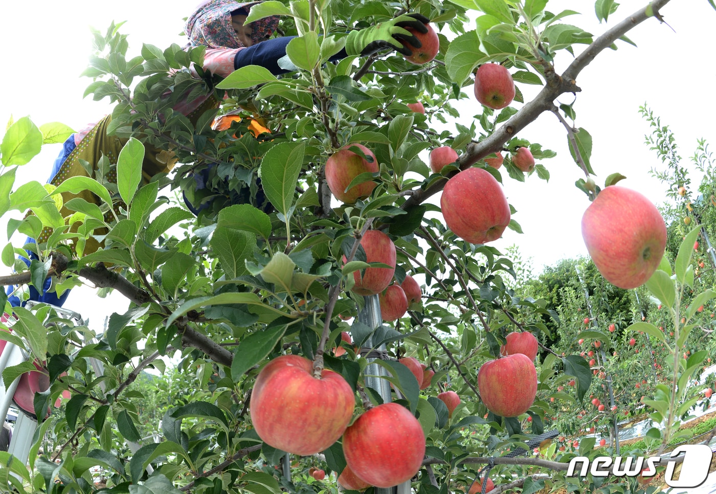 17일 경남 거창군 고제면 봉산리 느티나무 사과 과수원에서 가을 첫 사과 홍로를 수확 하고 있다. (거창군 제공) 2021.8.17/뉴스1