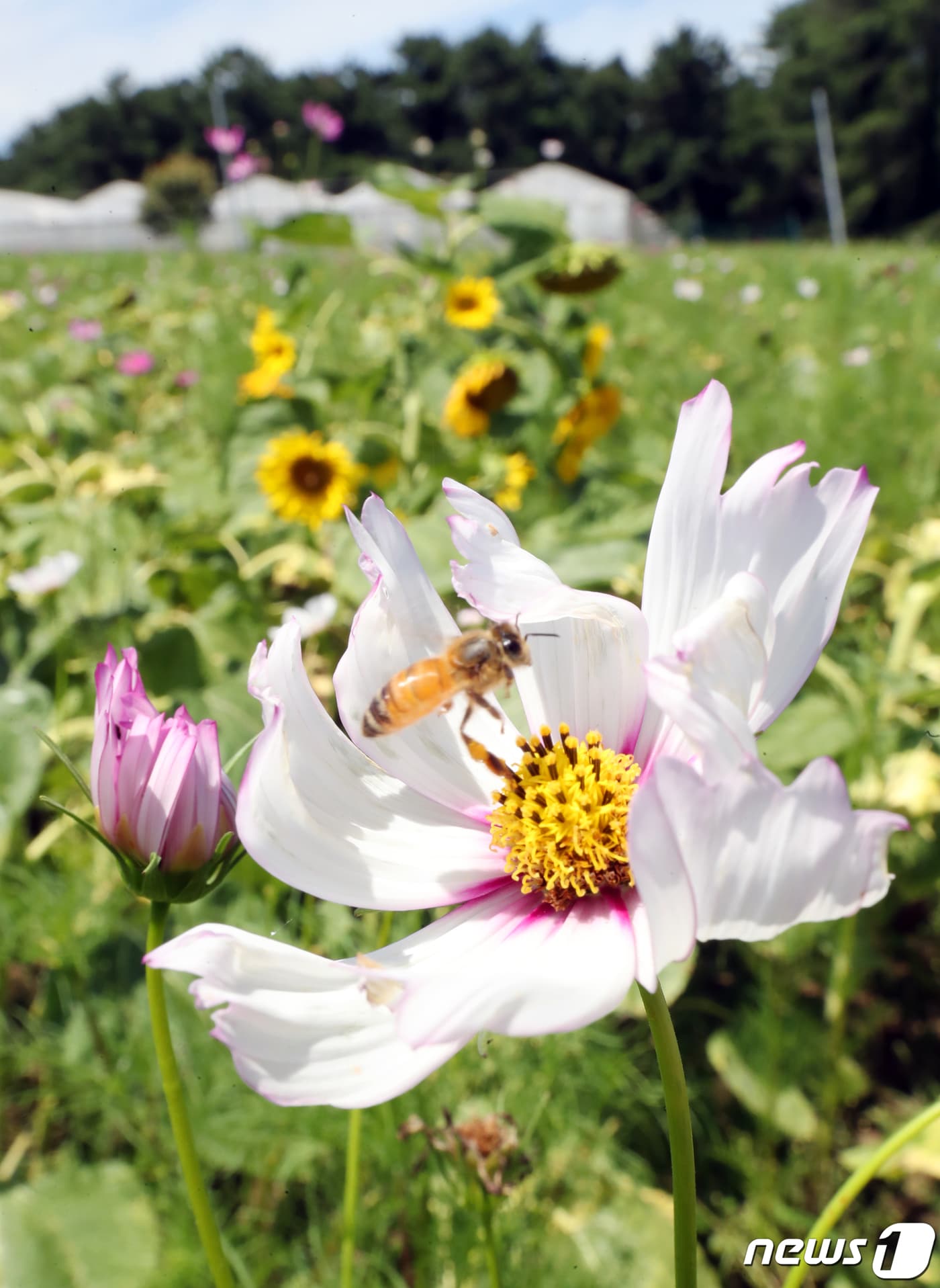 제주시 애월읍 항파두리 항몽유적지 코스모스밭에 꿀벌이 날아들고 있다. 2021.8.6/뉴스1 ⓒ News1 오현지 기자