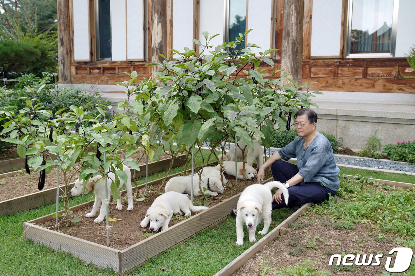 문재인 대통령이 지난해 8월 29일 관저 앞 마당에서 풍산개들과 시간을 보내는 모습. (청와대 제공) 2021.9.1/뉴스1