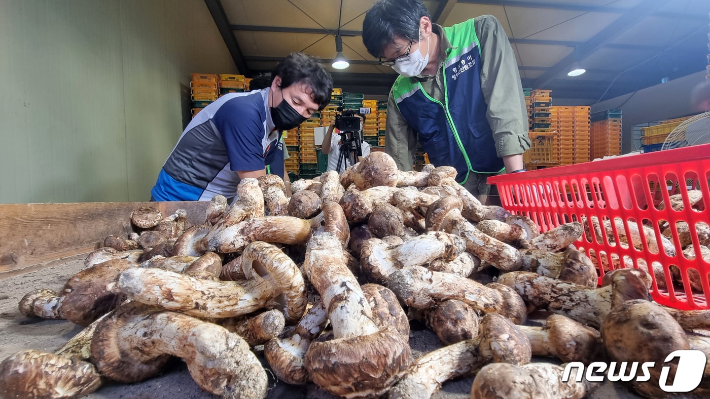 경북 영덕산림조합의 송이 수매 모습.(뉴스1 자료, 재판매 및 DB금지) 2025.10.22/뉴스1 ⓒ News1 최창호 기자