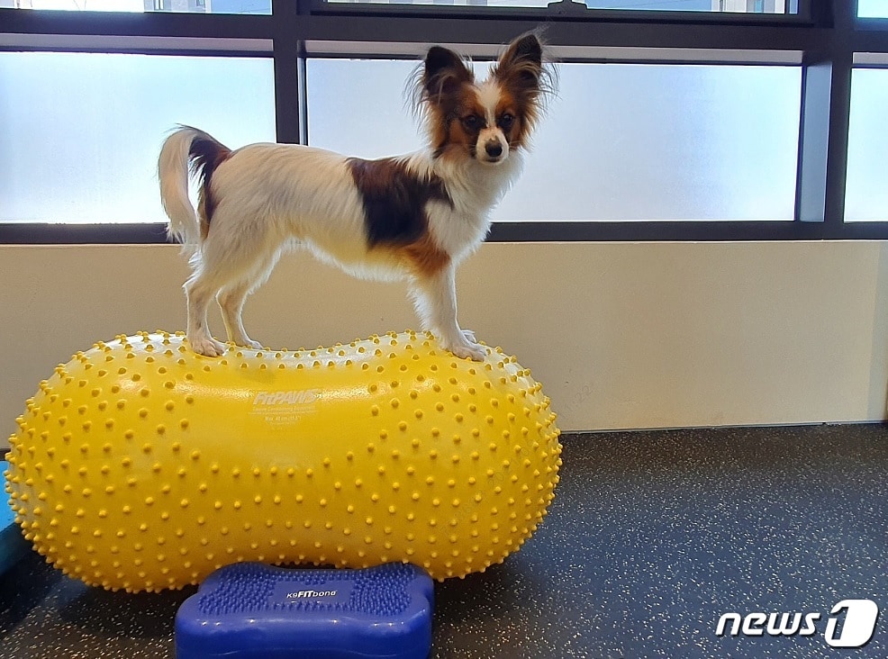 다리 근육 강화 위해 재활 서비스 받는 강아지 (소노캄 고양 제공) ⓒ 뉴스1
