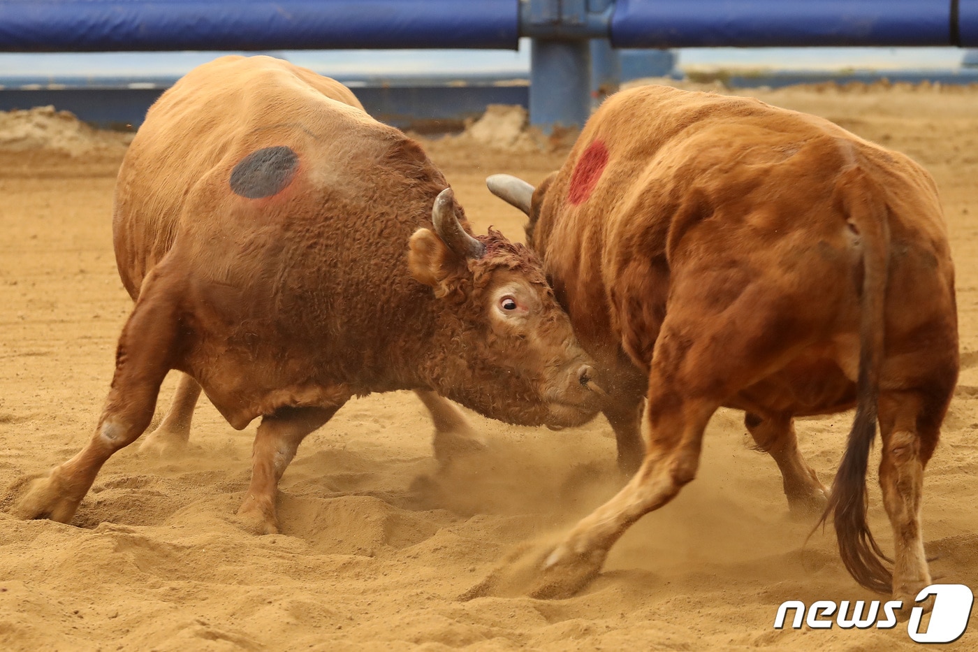 경북 청도소싸움 경기에 출전한 싸움소가 격돌하고 있다.(뉴스1 자료 2022.1.9/뉴스1 ⓒ News1 공정식 기자