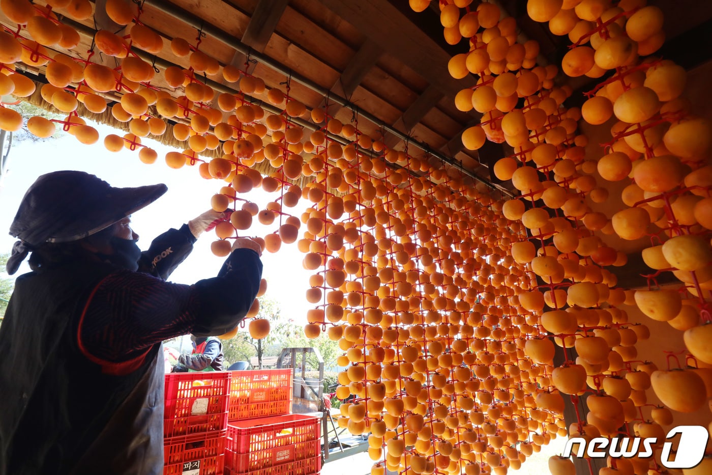 서리가 내린다는 절기 상강(霜降)을 나흘 앞두고 삼백(三白·곶감, 누에, 쌀)의 고장 상주에서 곶감 만들기 작업이 한창이다. 19일 경북 상주시 외남면 상주곶감공원에서 주민들이 맛있는 곶감을 만들기 위해 올해 수확한 둥시 감을 깎아 타래에 주렁주렁 매달고 있다. 2022.10.19/뉴스1 ⓒ News1 공정식 기자