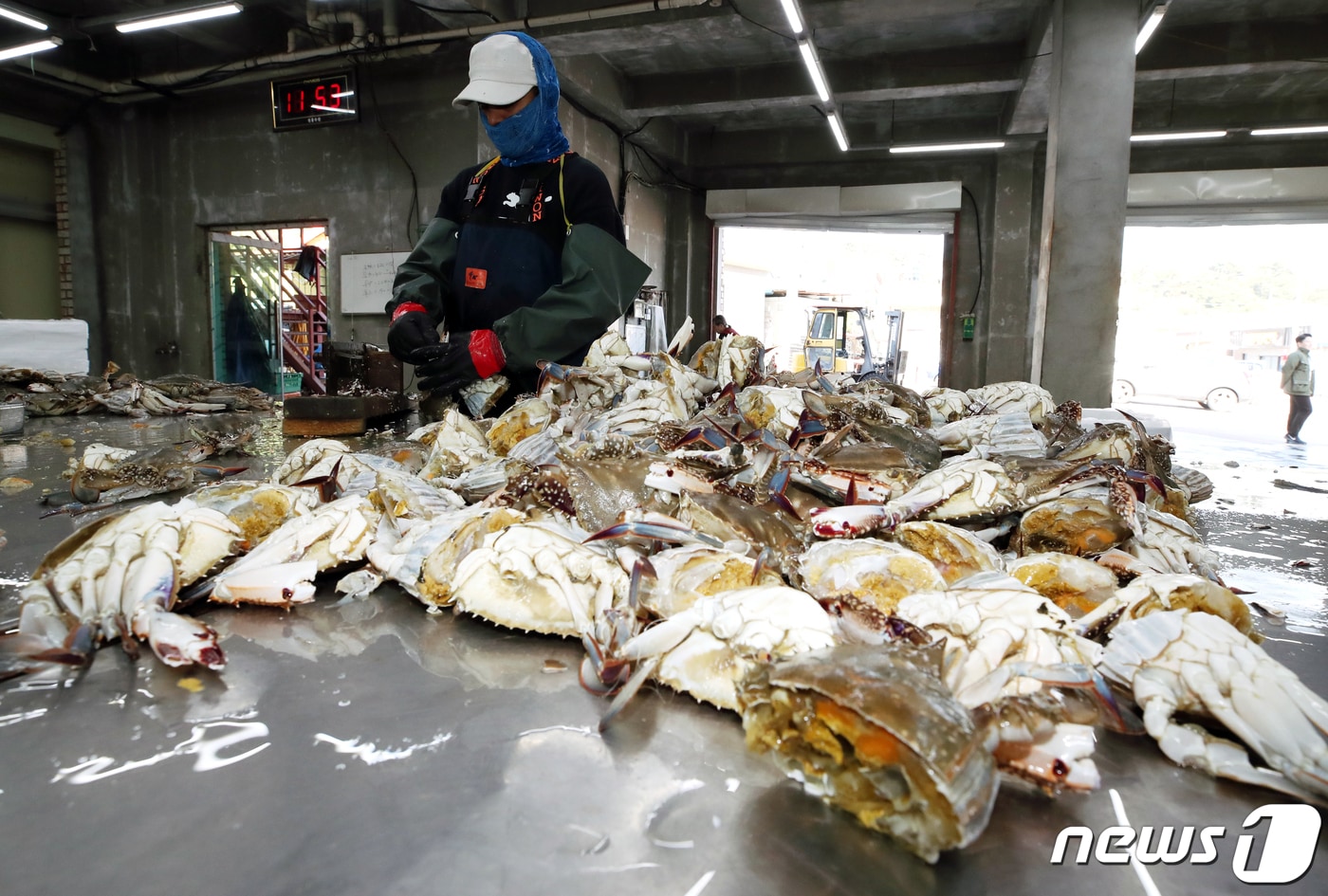 꽃게를 다듬는 인천 옹진군 연평도 어민들(사진은 기사 내용과 무관함) / 뉴스1 ⓒ News1