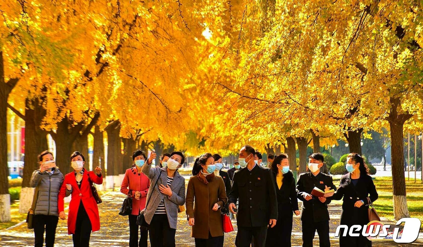 (평양 노동신문=뉴스1) = 북한 노동당 기관지 노동신문은 26일 평양 거리의 은행나무들을 소개하며 "은행나무들은 우리 인민의 아름다운 생활을 상징하며 날을 따라 더 무성해질 것"이라고 전했다. [국내에서만 사용가능. 재배포 금지. DB 금지. For Use Only in the Republic of Korea. Redistribution Prohibited] rodongphoto@news1.kr