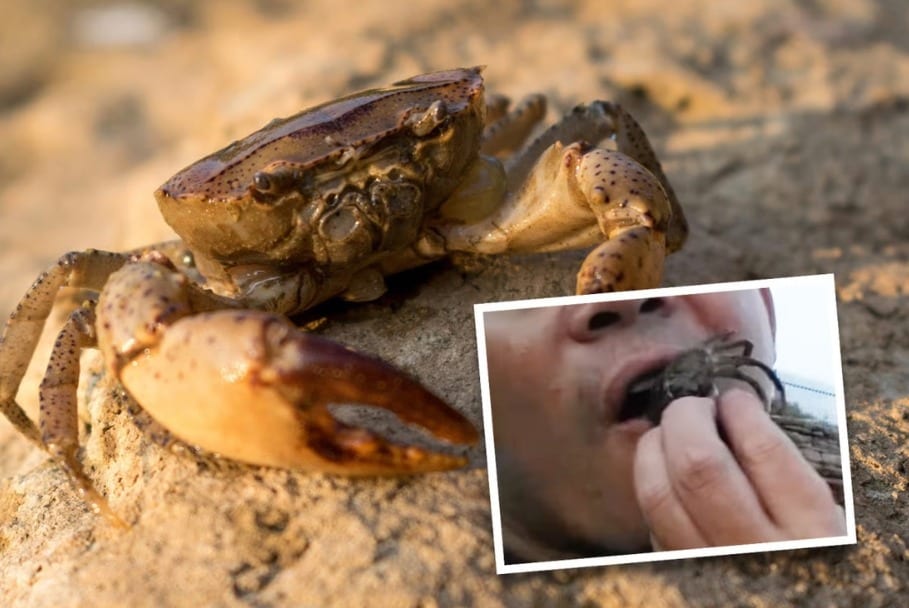 딸을 문 게에게 복수하려고 산채로 집어삼킨 중국의 한 남성이 기생충에 감염되어 입원했다. (사우스 차이나 모닝 포스트 제공)