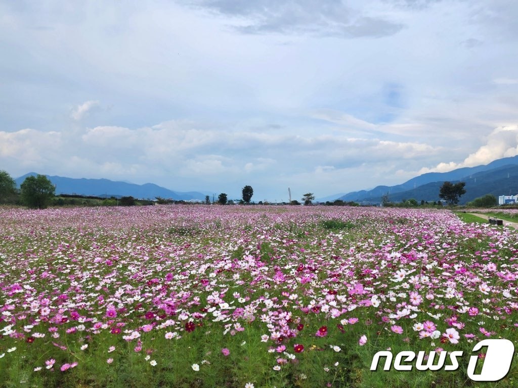 김해 대동생태체육공원 코스모스 꽃밭. (김해시 제공)