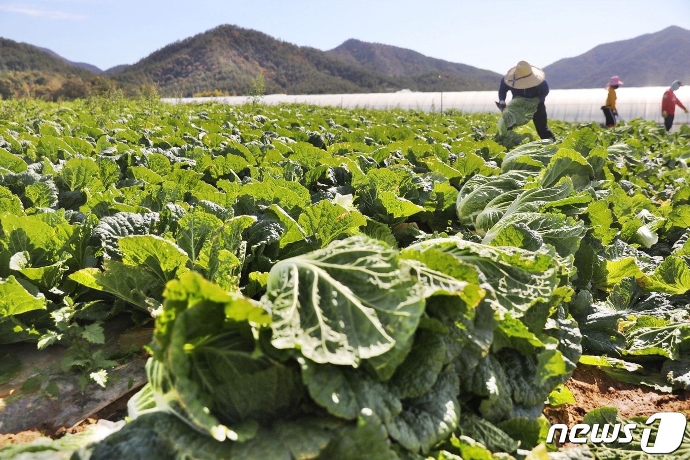 배추주산지 전남 해남에서 가을배추 수확이 본격 시작됐다.(해남군 제공)2022.11.1/뉴스1 ⓒ News1 