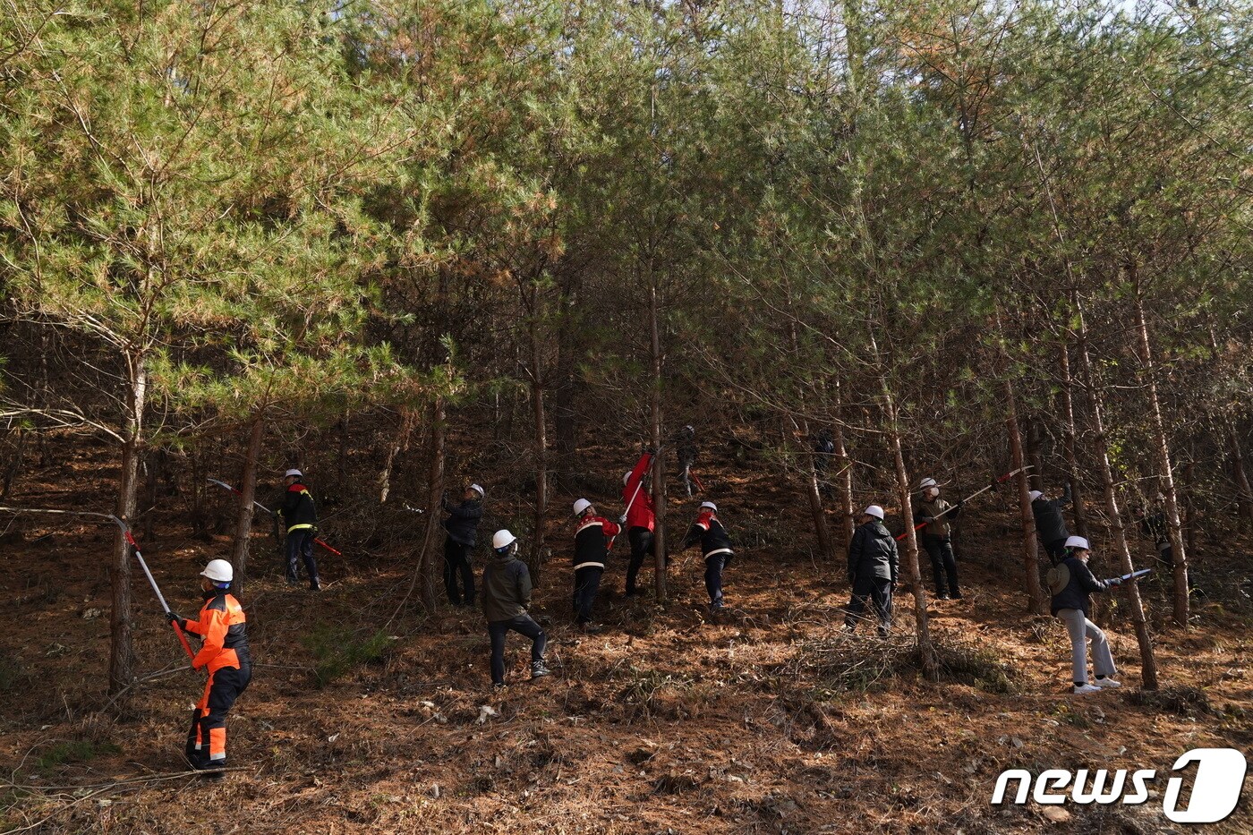 전북 정읍시가 2024년 산림분야 직접 일자리 사업 참여자를 모집한다.사진은 숲가꾸기 사업&#40;뉴스1/DB&#41;ⓒ News1