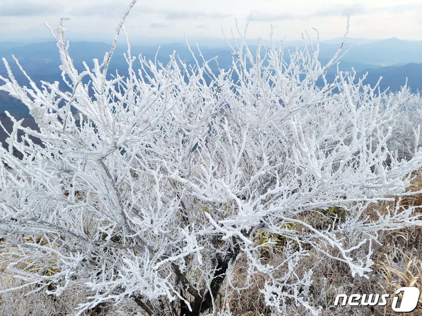 무등산 국립공원 정상에 겨울이 성큼 찾아왔다. 광주전남 지역에 한파경보가 발효된 30일 무등산에는 올 겨울 처음으로 상고대가 피었다. 이날 오전 무등산 최저기온은 -7.7도를 기록했다. 상고대는 나무나 풀에 내려 눈처럼 얼어붙은 서리를 말한다. (무등산국립공원사무소 제공) 2022.11.30/뉴스1 ⓒ News1 박준배 기자