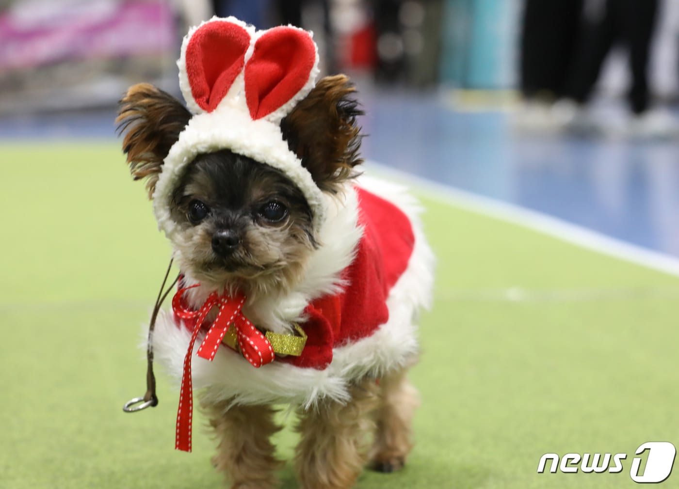 서울 강남구 세텍(SETEC)에서 열린 크리스마스 서울펫쇼에서 반려견이 산타 분장을 하고 있다. 2022.12.9/뉴스1 ⓒ News1 김민지 기자