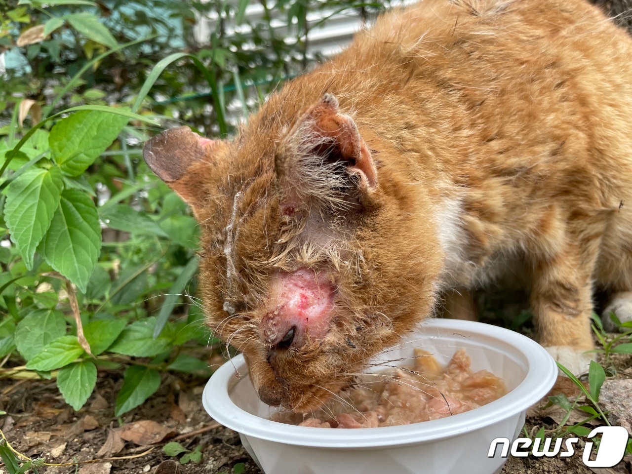 지난해 7월 대구 수성구 범어동의 한 공영주차장 인근에서 길고양이 2마리가 얼굴에 본드가 뿌려진 채 발견돼 경찰이 수사에 나섰지만 올해 1월 경찰은 피의자 특정을 하지 못한 채 미제사건으로 분류했다. (제보자 제공) ⓒ 뉴스1