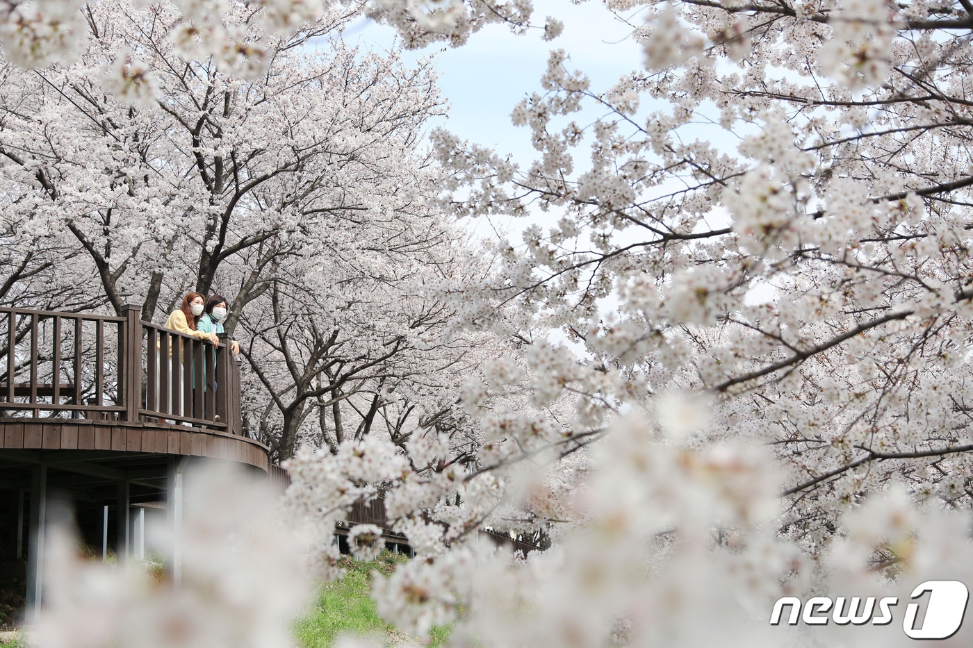 삼문동 수변공원 벚꽃길. (밀양시 제공) ⓒ 뉴스1