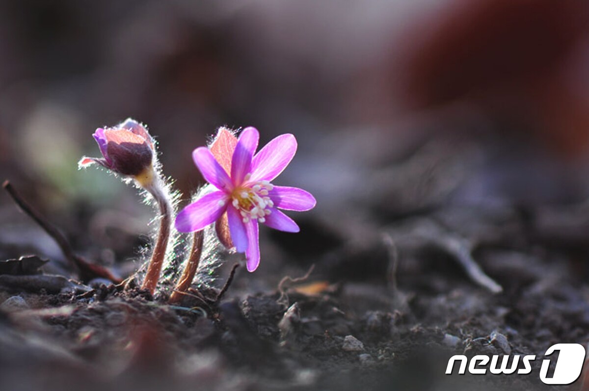 3일 경주국립공원 토함산지구에 봄의 전령사들이 앞 다퉈 꽃망을 터뜨리고 있다. 사진은 노루귀 모습.(경주국립공원제공)2022.3.3/ⓒ 뉴스1