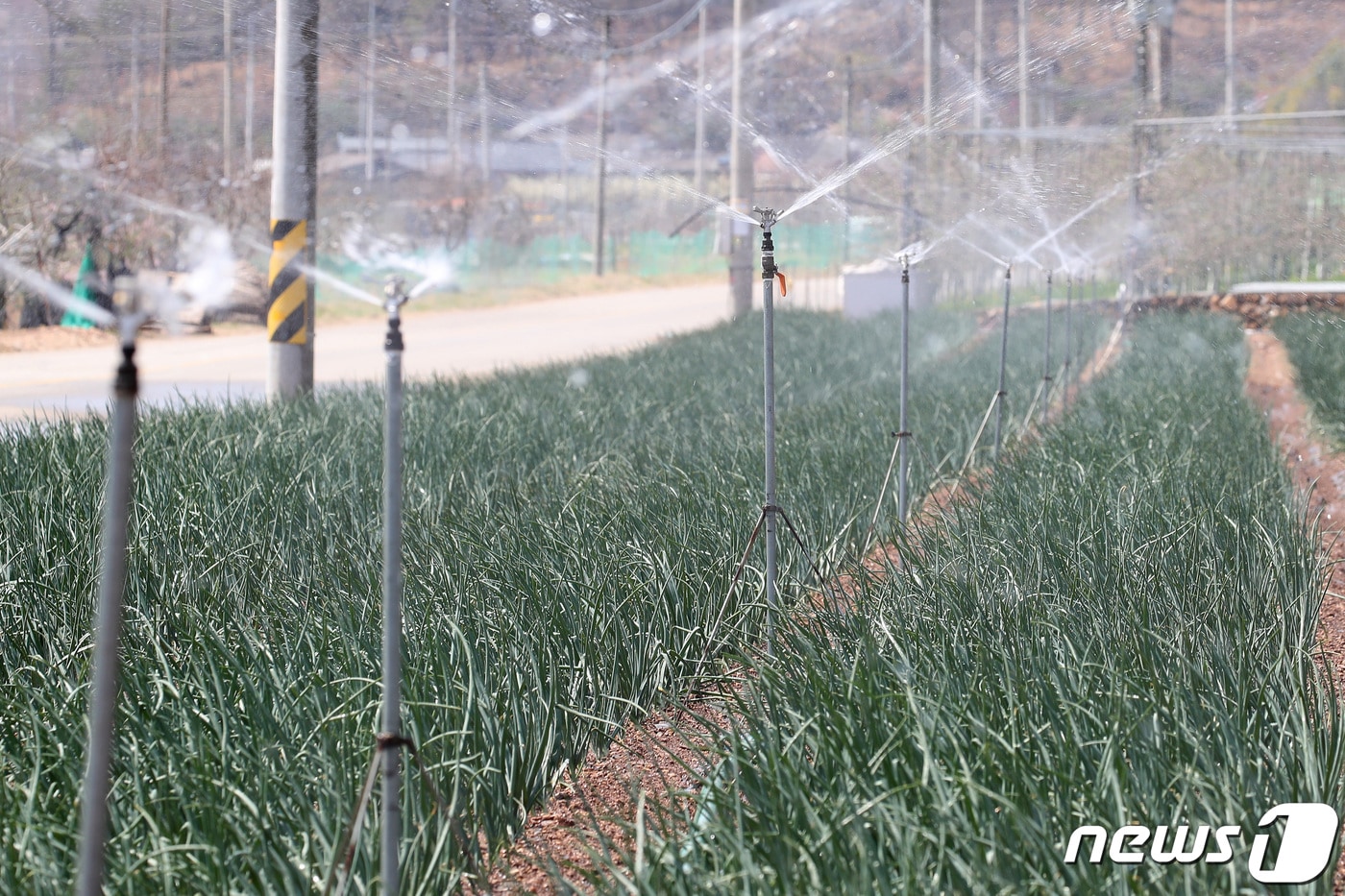 경북 군위군 산불 사흘째인 12일 이상고온까지 겹쳐 농작물 피해가 예상되자 군위군 의흥면 한 농가에서 양파밭 스프링클러를 작동시켜 물을 뿌리고 있다. 2022.4.12 ⓒ 뉴스1 공정식 기자