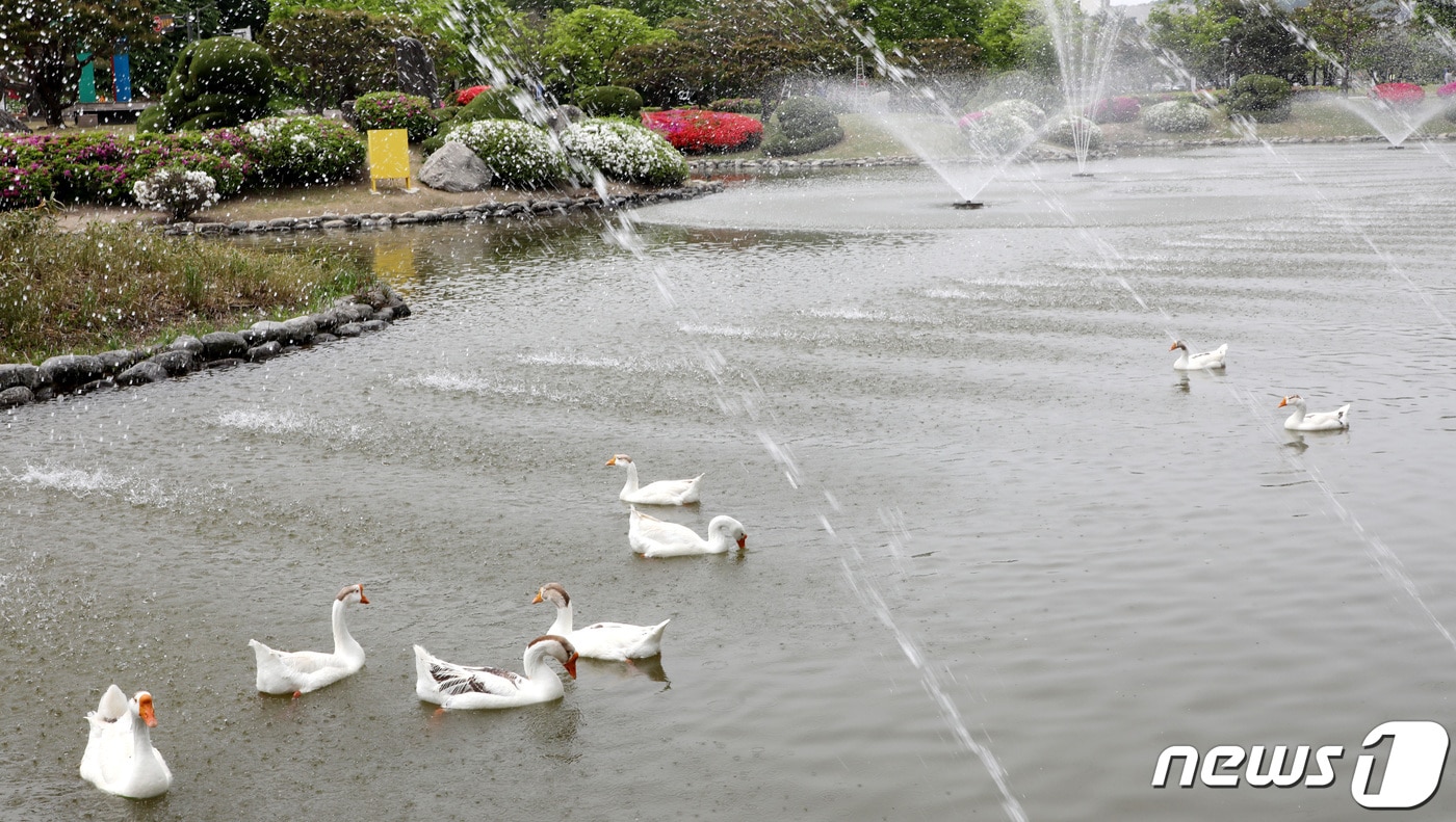 13일 대전·충남엔 오후 대부분의 지역에 최고체감온도가 31도 이상으로 올라 더울 것으로 예보됐다. 대전 유성구 한국과학기술원(KAIST) 연못 분수에서 거위들이 더위를 식히고 있다. /뉴스1 ⓒ News1 김기태 기자