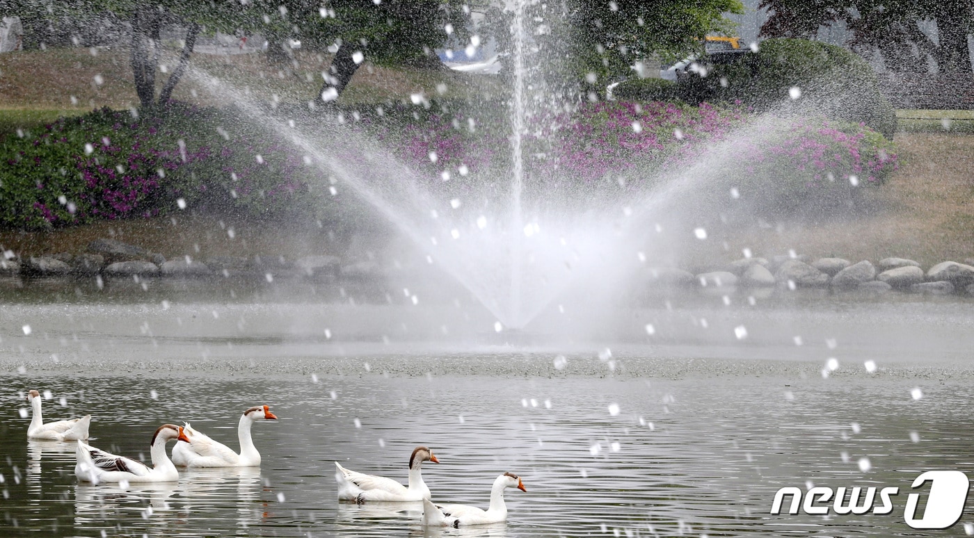 14일 대전·충남은 낮 기온이 25도 안팎으로 오르는 등 더운 날씨를 보일 것으로 예보됐다. 대전 유성구 한국과학기술원(KAIST) 연못 분수에서 거위들이 더위를 식히고 있다. ⓒ 뉴스1 김기태 기자