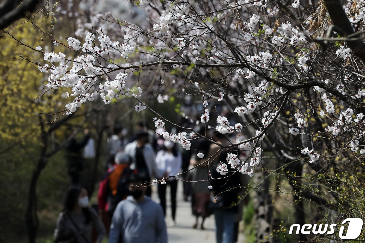 전국적으로 일교차가 큰 봄날씨를 보인 3일 오후 서울 여의도 한강공원을 찾은 시민들이 봄꽃들을 보며 거닐고 있다. 2022.4.3/뉴스1 ⓒ News1 이승배 기자