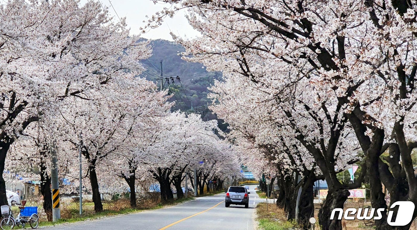 구미시 생곡삼거리 벚꽃터널(구미시 제공).2022.4.6/ⓒ 뉴스1