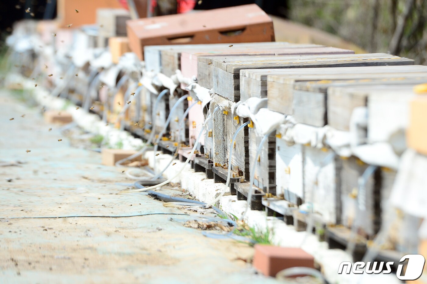 부안군이 양봉산업의 경쟁력 강화를 위해 2월 4일까지 양봉농가 지원 보조사업 신청을 받는다.(뉴스1/DB) ⓒ News1 