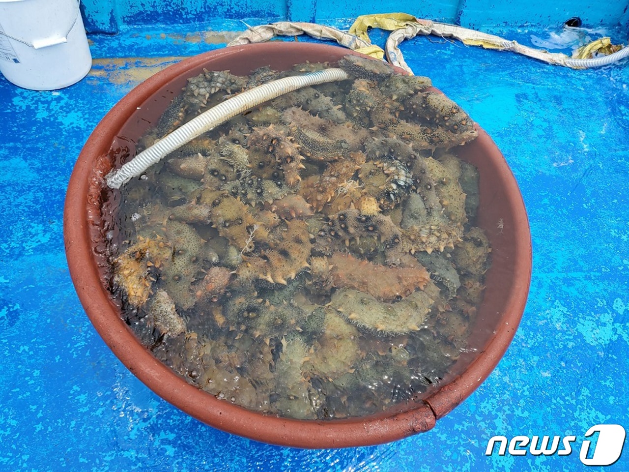 불법 포획된 해삼. ⓒ 뉴스1
