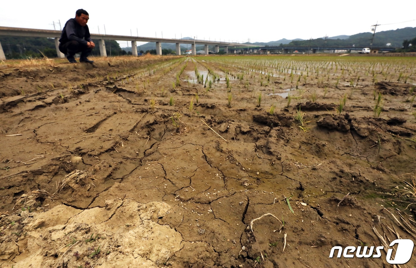 12일 오전 세종시 소정면에서 극심한 가뭄으로 농사에 어려움을 겪고 있는 한 농부가 말라가는 논을 둘러보며 걱정스런 표정을 짓고 있다. 2022.6.12 ⓒ 뉴스1 김기남 기자