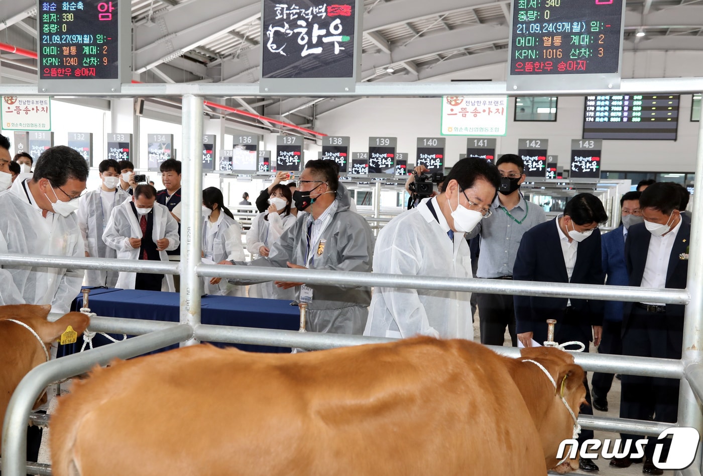 김영록 전라남도지사와 신정훈 더불어민주당 국회의원이 15일 화순읍에서 열린 ‘화순축협 가축시장 준공식’ 행사에서 경매에 나온 전남 으뜸한우 송아지를 둘러보고 있다.(전남도 제공) 2022.6.15/뉴스1 ⓒ News1