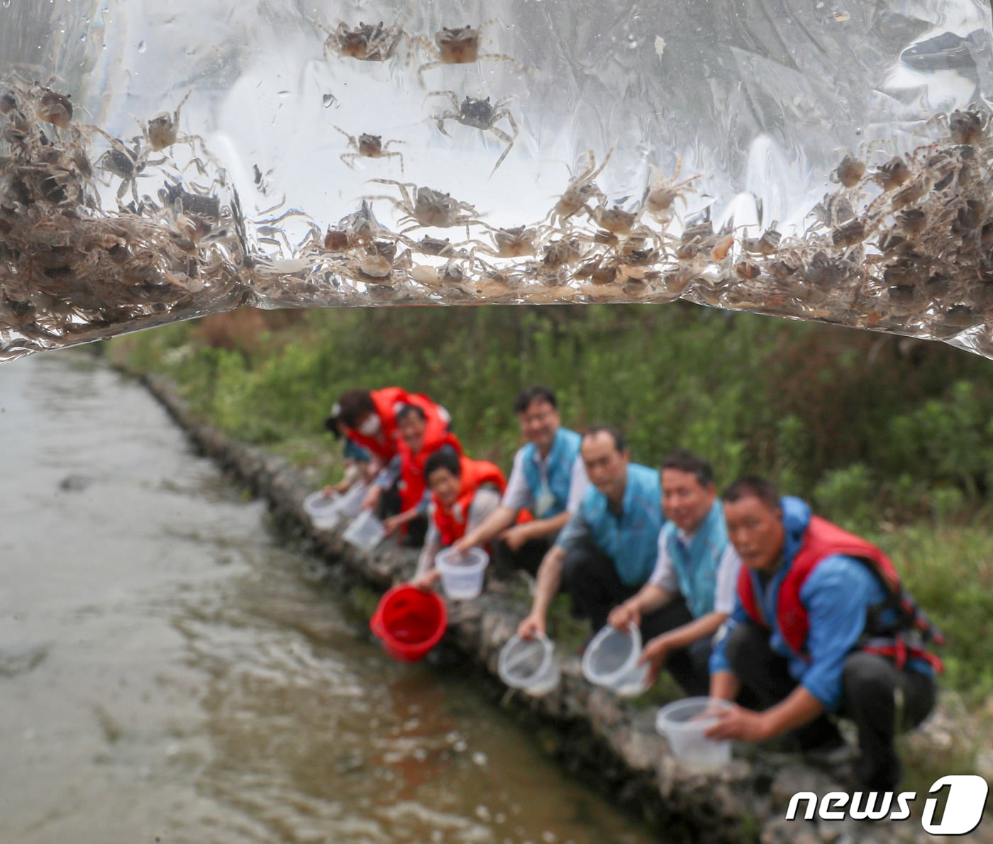 낙동강 인근에 방류되는 동남참게. ⓒ News1 DB