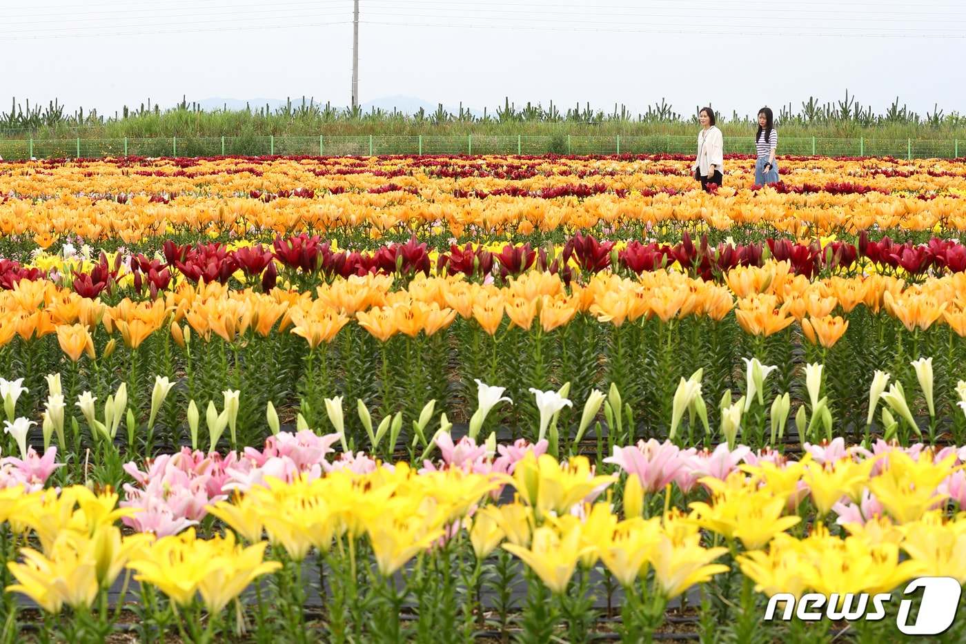 13일 전북 김제시 광활면 새만금 간척지에서 농촌진흥청 국립원예특작과학원 주관으로 경관화훼 연구 설명회가 열린 가운데 관람객들이 다양한 나리(백합) 품종을 감상하고 있다. (농촌진흥청 제공) 2022.7.13/뉴스1
