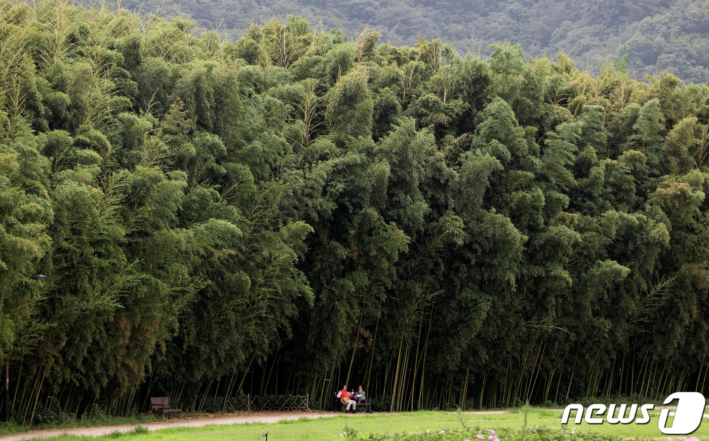 울산 중구 태화강 국가정원 대나무숲./뉴스1 ⓒ News1