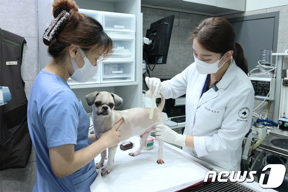 VIP동물의료센터 성북점에서 반려동물 탈모 치료를 하고 있다.(VIP동물의료센터 제공) ⓒ 뉴스1