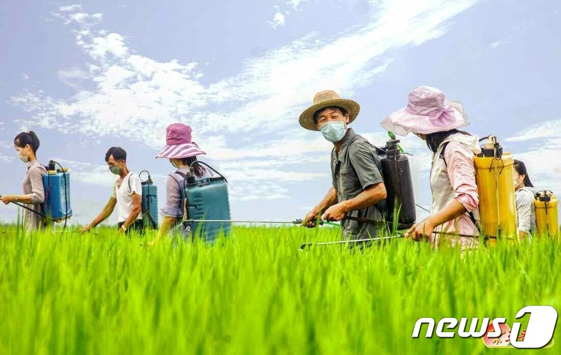 (평양 노동신문=뉴스1) = 북한 노동당 기관지 노동신문은 10일 "올해 농사를 승리적으로 결속하기 위한 총돌격전을 힘있게 벌이자"라고 촉구했다. 사진은 논벼 소출을 높이기 위해 애쓰는 배천군 수원농장. [국내에서만 사용가능. 재배포 금지. DB 금지. For Use Only in the Republic of Korea. Redistribution Prohibited] rodongphoto@news1.kr