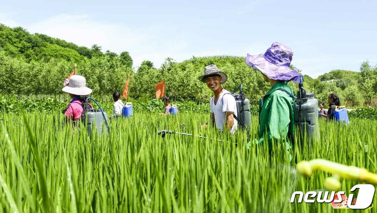 (평양 노동신문=뉴스1) = 북한 노동당 기관지 노동신문은 17일 가을걷이(추수)를 앞두고 선진영농방법과 과학적인 농작물 비배관리를 통해 알곡 소출 확대에 주력할 것을 촉구했다. [국내에서만 사용가능. 재배포 금지. DB 금지. For Use Only in the Republic of Korea. Redistribution Prohibited] rodongphoto@news1.kr