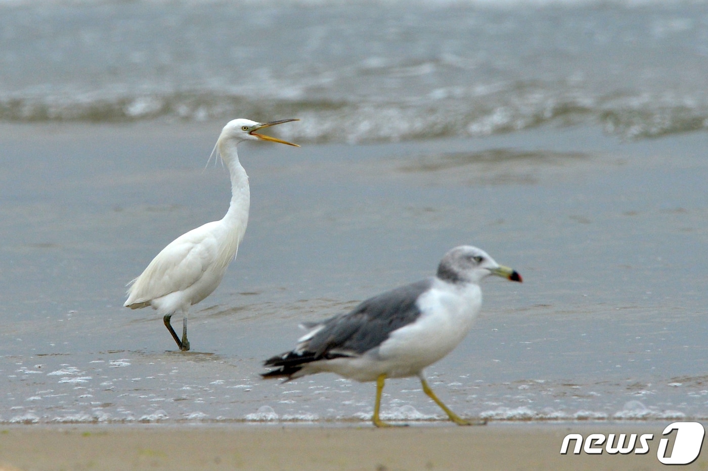 17일 오후 천연기념물 제361호인 노랑부리 백로 한마리가 경북 포항시 남구 해안에서 발견됐다. 노랑부리백로는 1988년 천연기념물 지정됐고 서해북단인 인천 옹진군 죽도면 신도에서만 번식하는 여름철새로 멸종위기에 처한 국제보호조이다. 2022.8.17/뉴스1 ⓒ News1 최창호 기자