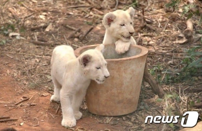 흰 사자 - BBC 갈무리