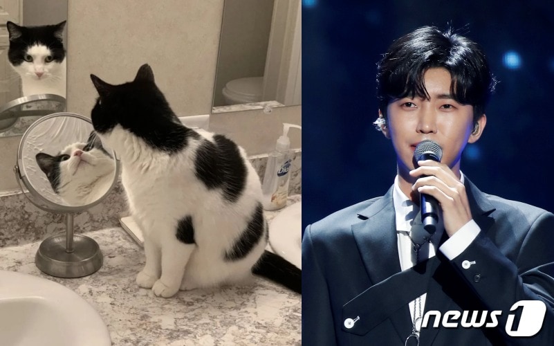 임영웅 인스타그램 게시물에 올라온 고양이 사진(왼쪽)과 임영웅 뉴스1 자료사진 ⓒ 뉴스1