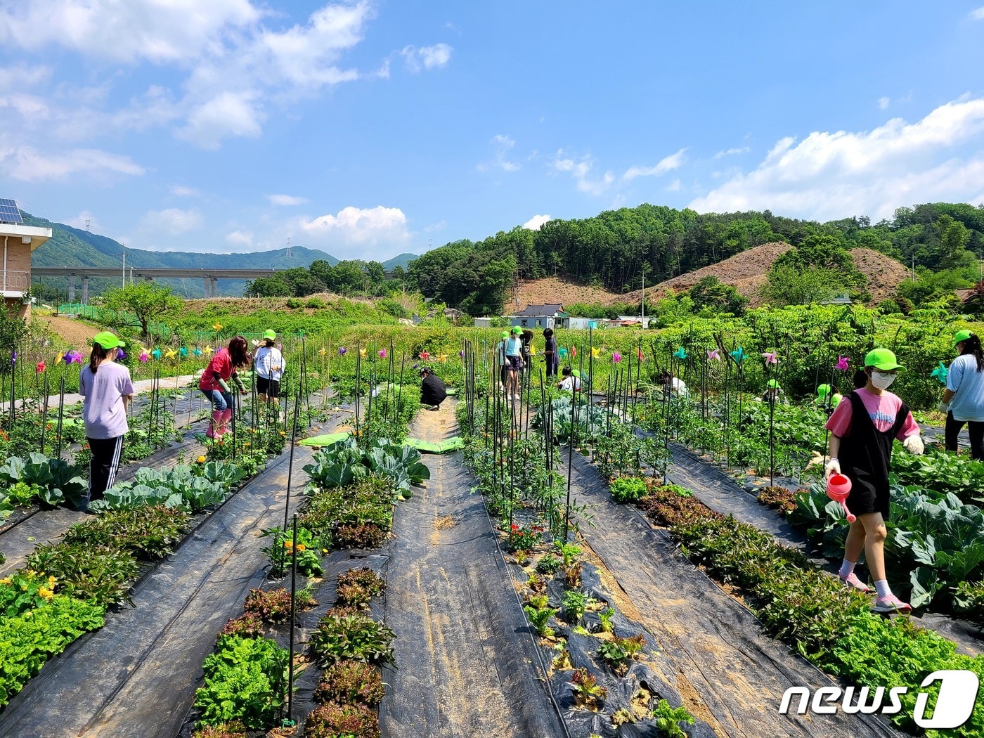 경기 양평군 대아초 학생들이 텃밭을 가꾸는 모습.(양평교육지원청 제공) 