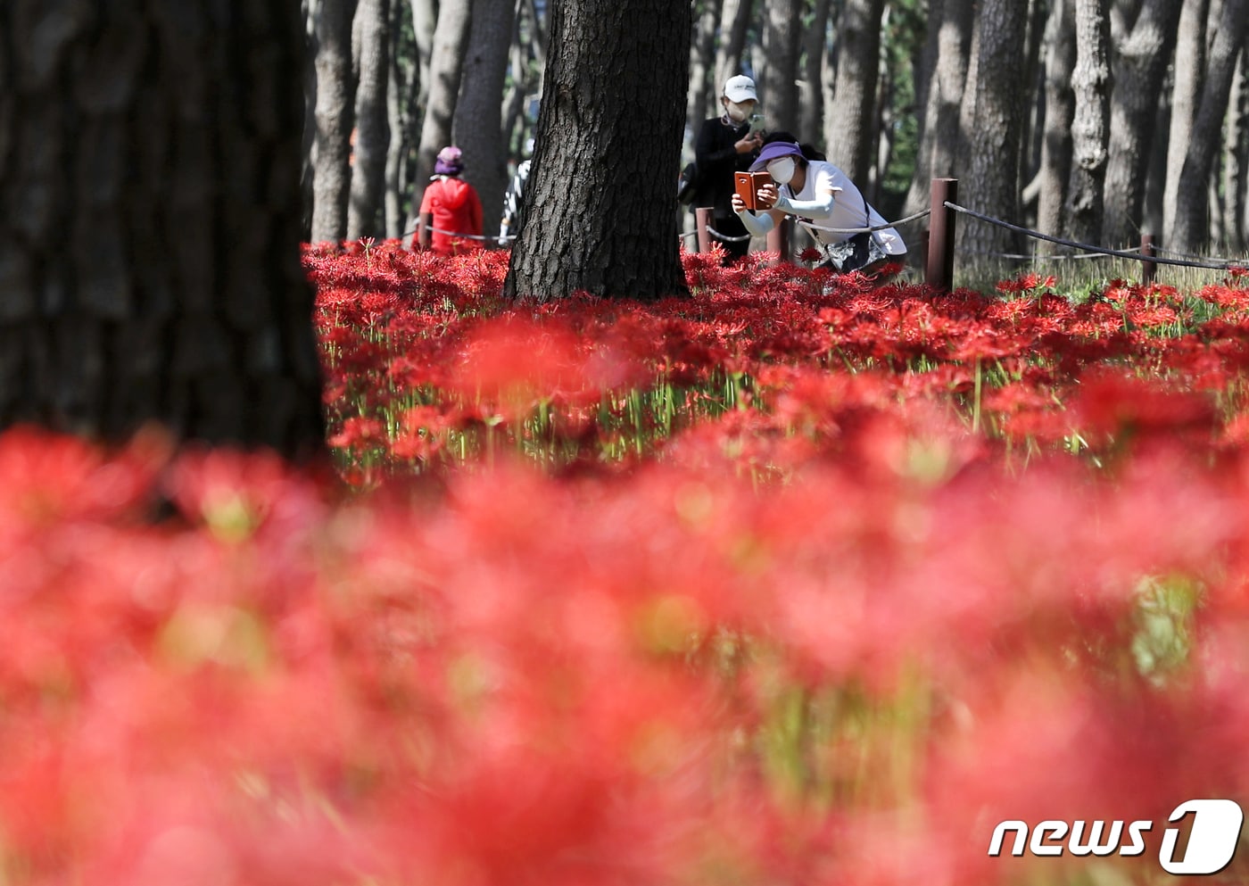 선선한 가을 날씨를 보인 지난달 20일 울산 동구 대왕암공원에 꽃무릇이 활짝 펴 시민들의 눈길을 사로잡고 있다. 2022.9.20/뉴스1 ⓒ News1 윤일지 기자