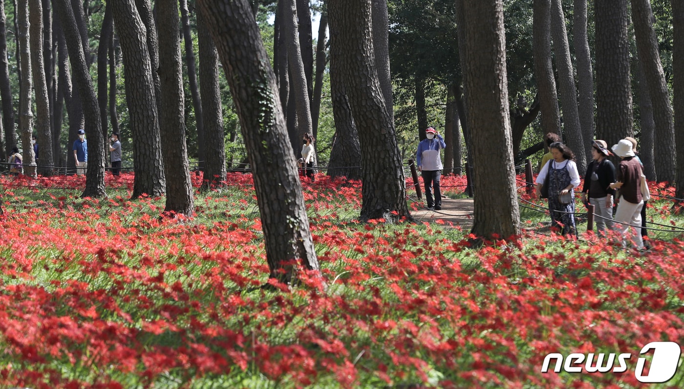 선선한 가을 날씨를 보인 20일 울산 동구 대왕암공원에 꽃무릇이 활짝 펴 시민들의 눈길을 사로잡고 있다. 2022.9.20/뉴스1 ⓒ News1 윤일지 기자
