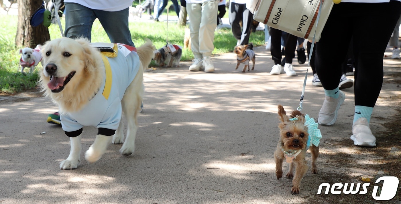 주인과 산책하는 반려견(자료사진)/뉴스1