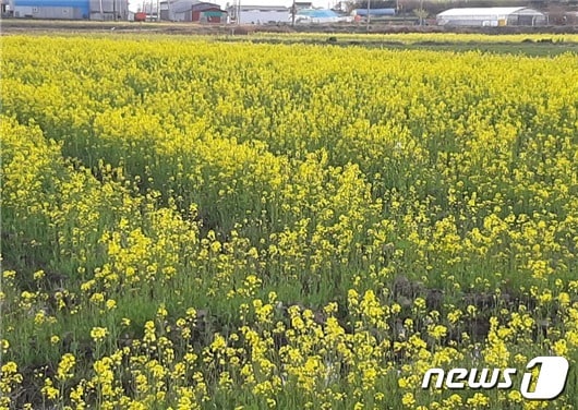 전북 부안군은 2023년도 경관보전직불제 사업으로 전북에서는 가장 많은 면적을 배정 받았다. 부안군의 한 유채밭.&#40;부안군 제공&#41;2022.9.27/뉴스1 