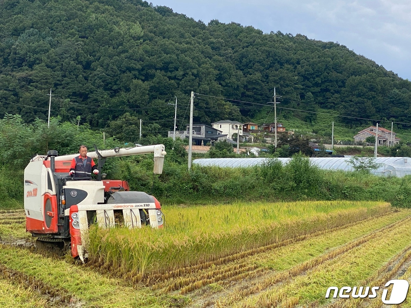 금성면 마수리 김기윤 농가에서 올 첫 벼 베기가 진행되고 있다.(금산군 제공) 